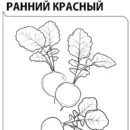 ГАВРИШ РЕДИС РАННИЙ КРАСНЫЙ  2 Г Б/П УД. С.