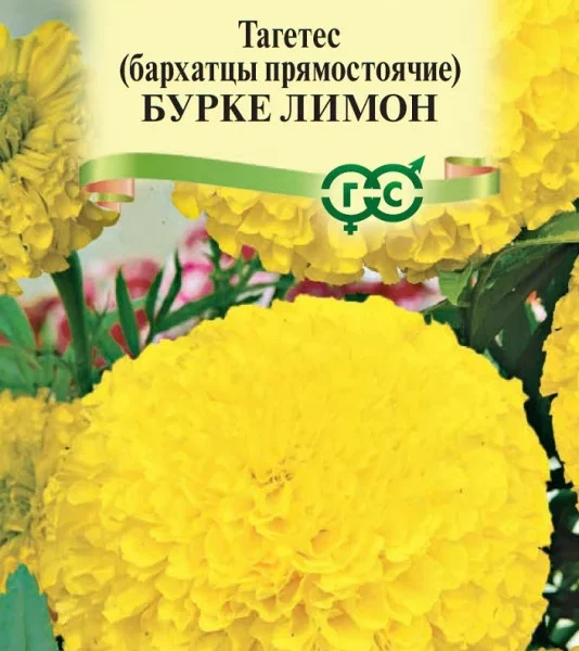 ГАВРИШ БАРХАТЦЫ БУРКЕ ЛИМОН 0,3Г