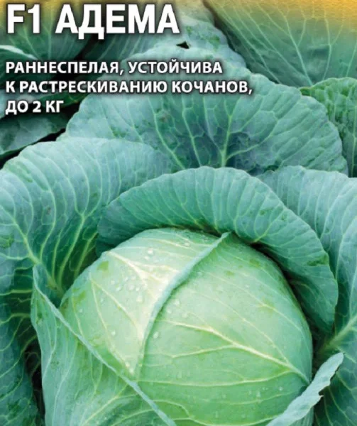 ГАВРИШ КАПУСТА БЕЛОКОЧ. АДЕМА РЗ F1 10 ШТ. РАННЯЯ  (ГОЛЛАНДИЯ)