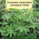 ГАВРИШ КЛЕЩЕВИНА ЗАНЗИБАР ГРИН 5ШТ