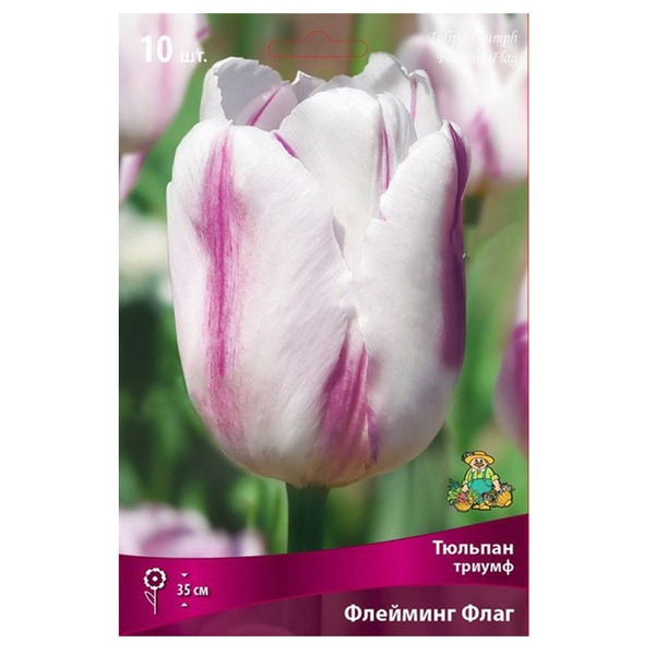 ТЮЛЬПАН ТРИУМФ ФЛЕЙМИНГ ФЛАГ (БЕЛ С ГУСТЫМИ СИРЕН ШТРИХАМИ ЦВЕТОК,10ШТ, 11/12) 767503