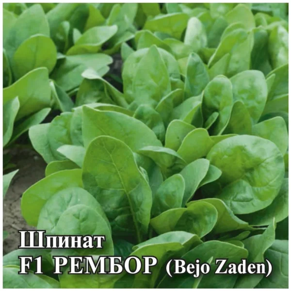 ГАВРИШ ФЕРМЕРСКАЯ ШПИНАТ РЕМБОР F1 25,0 Г (ГОЛЛАНДИЯ)
