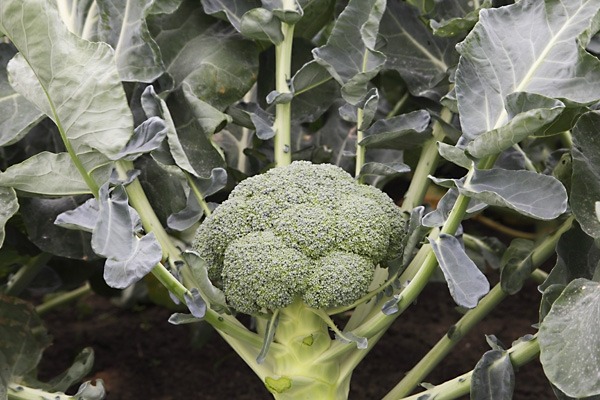 КАПУСТА БРОККОЛИ БАТОРИ F1 2500 С /СИНГЕНТА