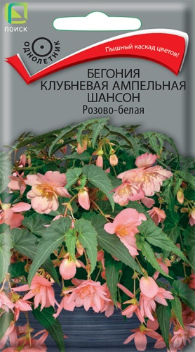 ПОИСК БЕГОНИЯ КЛУБНЕВАЯ АМПЕЛЬНАЯ ШАНСОН РОЗОВО-БЕЛАЯ (ЦВ) ("1) 10ШТ