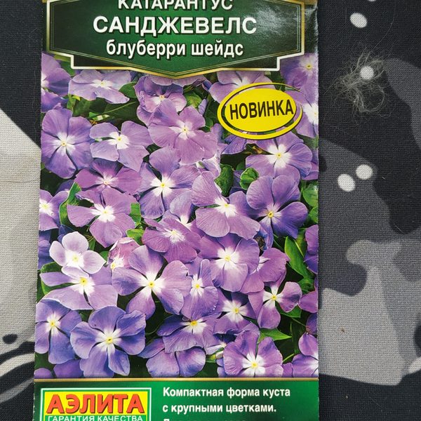 АЭЛИТА КАТАРАНТУС САНДЖЕВЕЛС БЛУБЕРРИ ШЕЙДС Ц/П 7шт