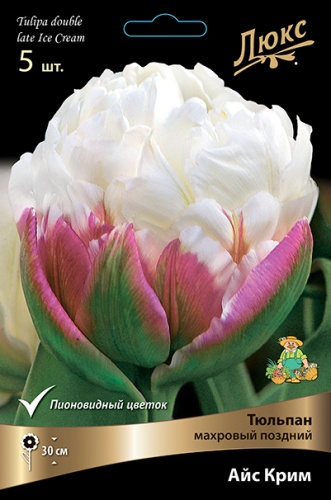 ТЮЛЬПАН МАХРОВЫЙ ПОЗДНИЙ АЙС КРИМ* (ПИОНОВИДНЫЙ, МАЛИНОВО-БЕЛЫЙ, 5ШТ, 11/12) 766395