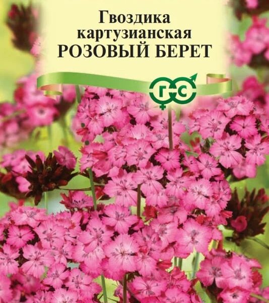 ГАВРИШ ГВОЗДИКА КАРТУЗИАНСКАЯ РОЗОВЫЙ БЕРЕТ 0,05Г