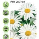 ГАВРИШ НИВЯНИК/РОМАШКА/ СТЕФАНИЯ 0,2 Г УД.С.