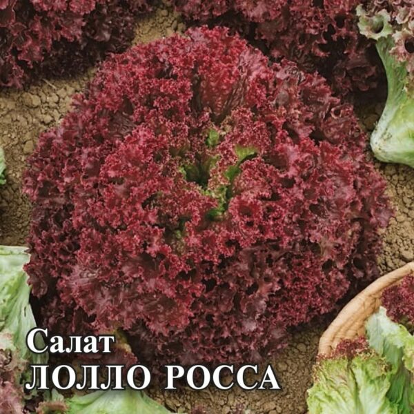 ПОИСК САЛАТ ЛОЛЛО РОССА (ЦВ) 1ГР