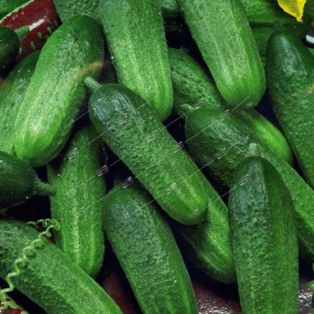 ПОИСК ВЕСОВЫЕ СЕМЕНА ОГУРЕЦ КУСТОВОЙ 1 КГ