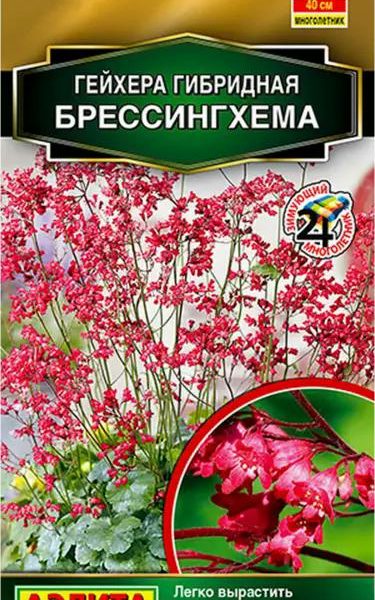 АЭЛИТА ГЕЙХЕРА ГИБРИДНАЯ БРЕССИНГХЕМА Ц/П 0,05 г