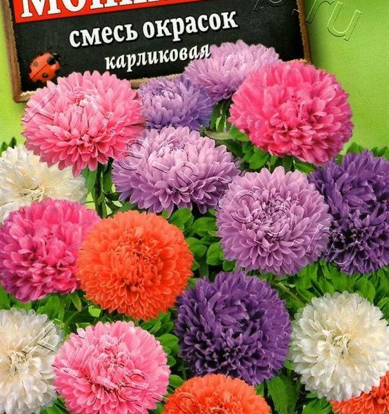 АЭЛИТА АСТРА МОНПАНСЬЕ, СМЕСЬ СОРТОВ Ц/П 0,2 г