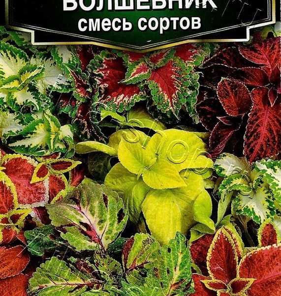 АЭЛИТА КОЛЕУС БЛЮМЕ ВОЛШЕБНИК, СМЕСЬ СОРТОВ Ц/П 5 шт