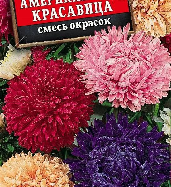 АЭЛИТА АСТРА АМЕРИКАНСКАЯ КРАСАВИЦА, СМЕСЬ СОРТОВ Ц/П 0,2 г