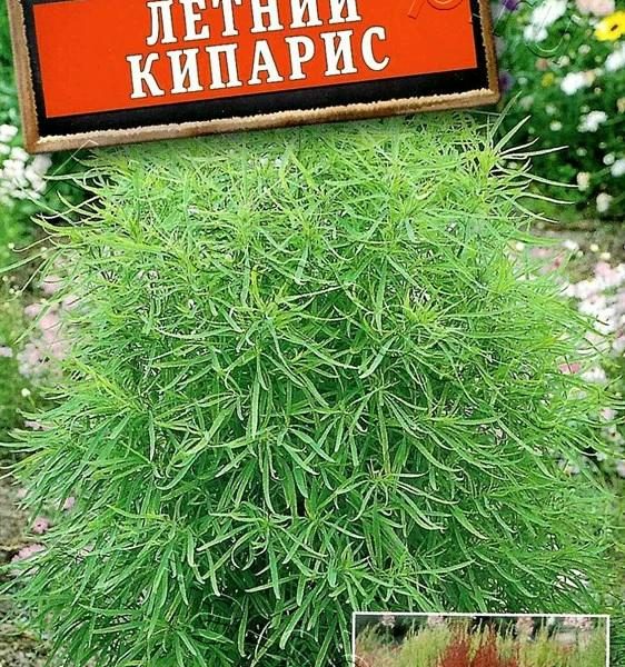 АЭЛИТА КОХИЯ ЛЕТНИЙ КИПАРИС Ц/П 0,3 г