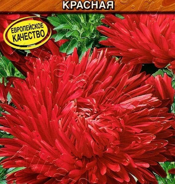 АЭЛИТА АСТРА КОРОЛЕВСКИЙ РАЗМЕР КРАСНАЯ Ц/П 0,1 г