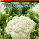 АЭЛИТА КАПУСТА ЦВЕТНАЯ КОЗА-ДЕРЕЗА Ц/П 0,3 г