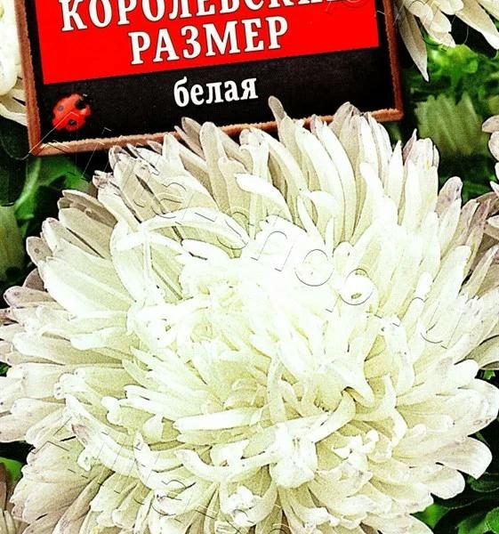 АЭЛИТА АСТРА КОРОЛЕВСКИЙ РАЗМЕР БЕЛАЯ Ц/П 0,1 г