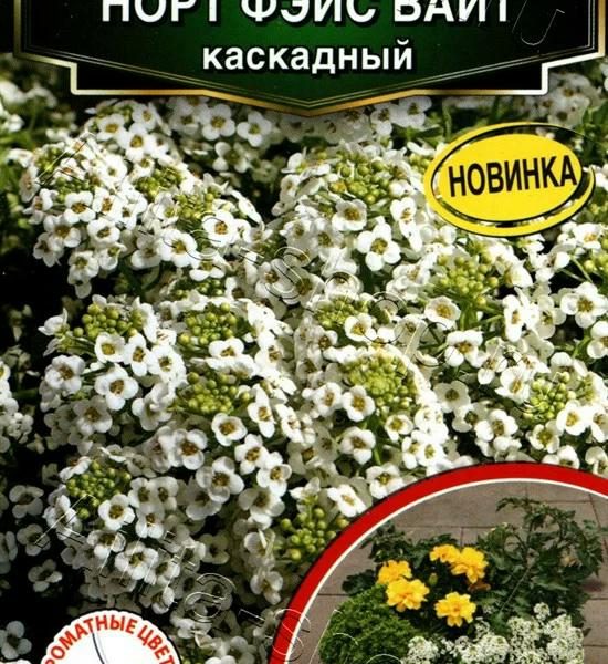 АЭЛИТА АЛИССУМ НОРТ ФЭЙС ВАЙТ КАСКАДНЫЙ Ц/П 10 шт