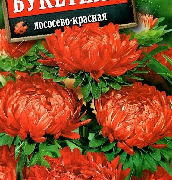 АЭЛИТА АСТРА БУКЕТНАЯ ЛОСОСЕВО-КРАСНАЯ Ц/П 0,2 г