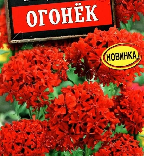 АЭЛИТА ЛИХНИС ОГОНЕК Ц/П 0,1 г