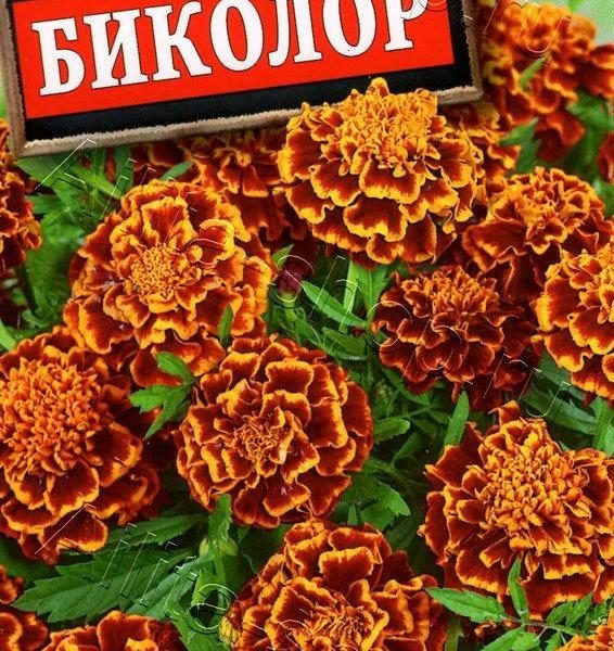 АЭЛИТА БАРХАТЦЫ БИКОЛОР ОТКЛОНЕННЫЕ Ц/П 0,3 г