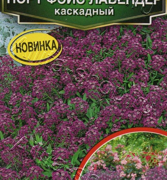 АЭЛИТА АЛИССУМ НОРТ ФЭЙС ЛАВЕНДЕР КАСКАДНЫЙ Ц/П 10 шт