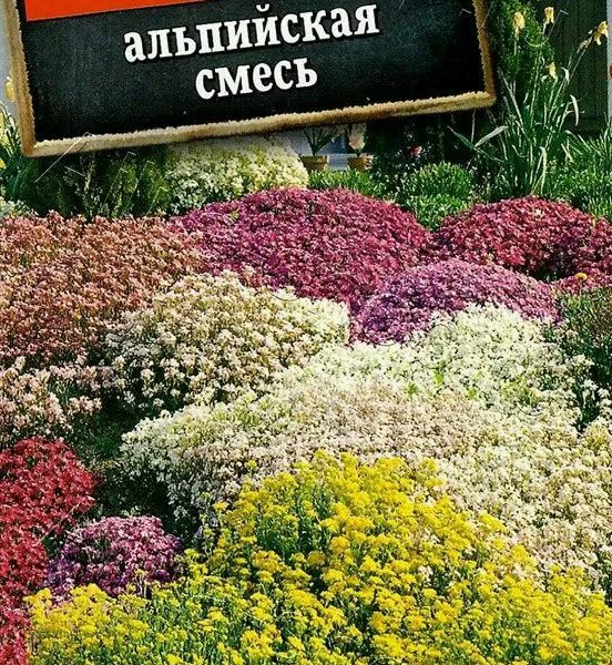 АЭЛИТА АМАРАНТ ГРЕБЕШКИ, СМЕСЬ СОРТОВ Ц/П 0,5 г