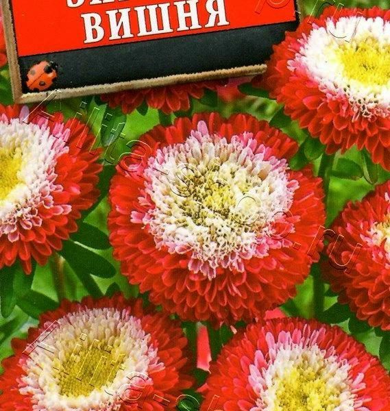 АЭЛИТА АСТРА ЗИМНЯЯ ВИШНЯ ПОМПОННАЯ Ц/П 0,2 г