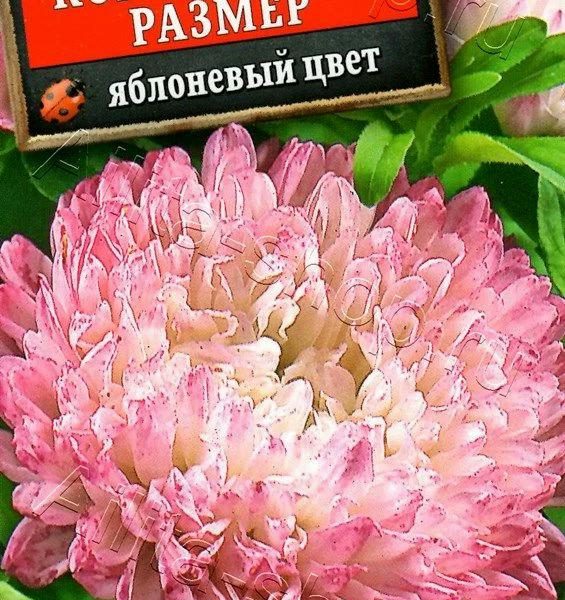 АЭЛИТА АСТРА КОРОЛЕВСКИЙ РАЗМЕР ЯБЛОНЕВЫЙ ЦВЕТ Ц/П 0,1 г