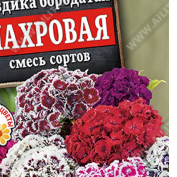 АЭЛИТА ГВОЗДИКА ТУРЕЦКАЯ МАХРОВАЯ, СМЕСЬ СОРТОВ Ц/П х2 0,2 г
