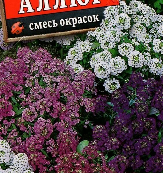 АЭЛИТА АЛИССУМ АЛЛЮР, СМЕСЬ СОРТОВ Ц/П 0,03 г