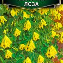 АЭЛИТА ДИЦЕНТРА ЗОЛОТАЯ ЛОЗА Ц/П 5 шт