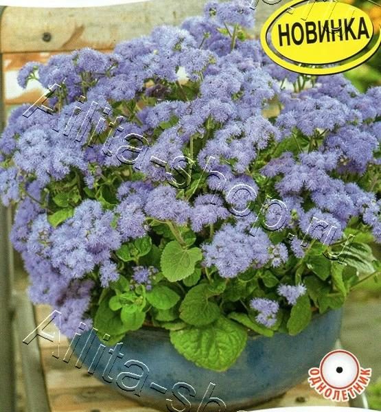 АЭЛИТА АГЕРАТУМ МЕКСИКАНСКИЙ ГОЛУБОЙ ШАР Ц/П 0,05 г