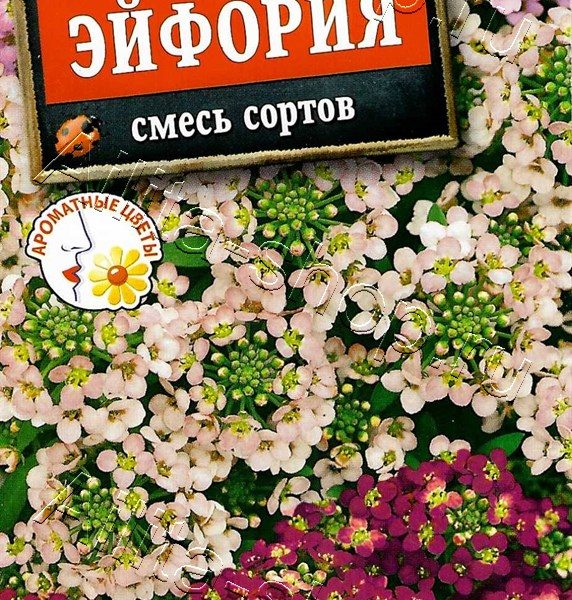АЭЛИТА АЛИССУМ ЭЙФОРИЯ, СМЕСЬ СОРТОВ Ц/П 0,05 г