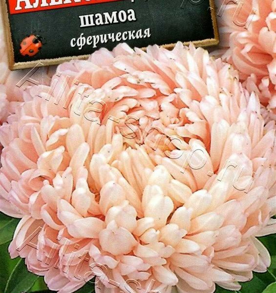 АЭЛИТА АСТРА АЛЕКСАНДРИЯ ШАМОА Ц/П 0,1 г