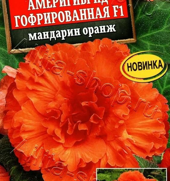 АЭЛИТА БЕГОНИЯ АМЕРИГИБРИД ГОФРИРОВАННАЯ F1 МАНДАРИН ОРАНЖ Ц/П 5 шт