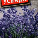 АЭЛИТА ЛАВАНДА ДЕКОРАТИВНАЯ УСЛАДА Ц/П 0,1 г