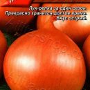 АЭЛИТА ЛУК РЕПЧАТЫЙ БОЦМАН Ц/П 0,5 г