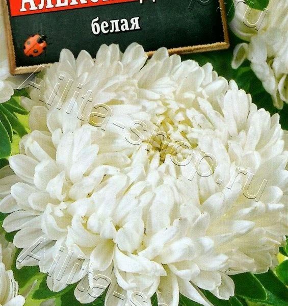 АЭЛИТА АСТРА АЛЕКСАНДРИЯ БЕЛАЯ Ц/П 0,1 г