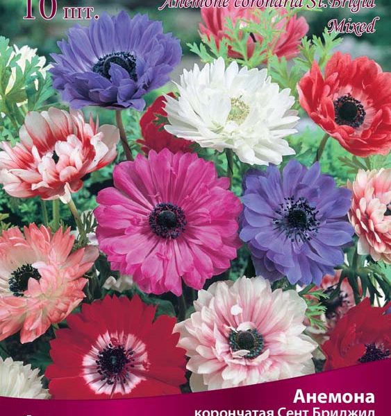 АНЕМОНА КОРОНЧАТАЯ СЕНТ БРИДЖИД СМЕСЬ ОКРАСОК (5/6) 10 ШТ 741606