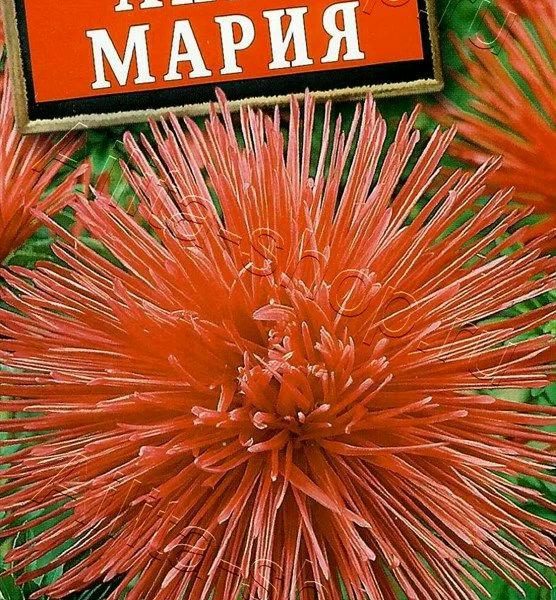 АЭЛИТА АСТРА АННА МАРИЯ Ц/П 0,2 г