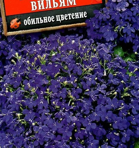 АЭЛИТА ЛОБЕЛИЯ ИМПЕРАТОР ВИЛЬЯМ Ц/П 0,05 г