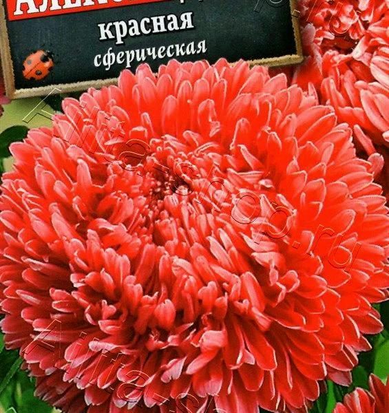 АЭЛИТА АСТРА АЛЕКСАНДРИЯ КРАСНАЯ Ц/П 0,1 г