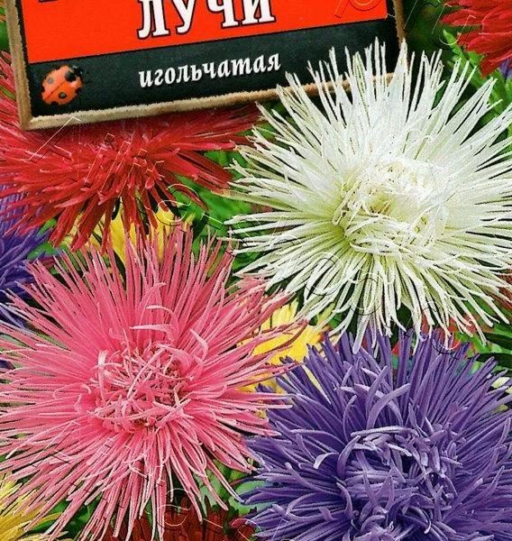АЭЛИТА АСТРА ГИГАНТСКИЕ ЛУЧИ, СМЕСЬ СОРТОВ Ц/П 0,2 г