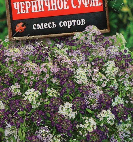 АЭЛИТА АЛИССУМ ЧЕРНИЧНОЕ СУФЛЕ, СМЕСЬ СОРТОВ Ц/П 0,05 г