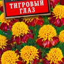 АЭЛИТА БАРХАТЦЫ ТИГРОВЫЙ ГЛАЗ ОТКЛОНЕННЫЕ Ц/П 0,3 г