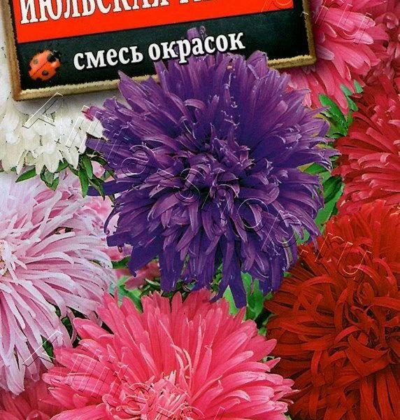 АЭЛИТА АСТРА ИЮЛЬСКАЯ РАННЯЯ, СМЕСЬ СОРТОВ Ц/П 0,2 г