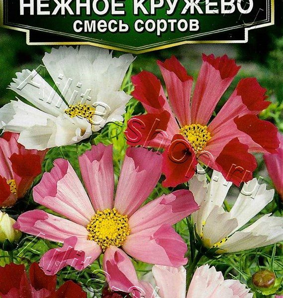 АЭЛИТА КОСМЕЯ НЕЖНОЕ КРУЖЕВО, СМЕСЬ СОРТОВ Ц/П 0,3 г