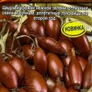 АЭЛИТА ЛУК ШАЛОТ МОНАСТЫРСКИЙ Ц/П 0,3 г